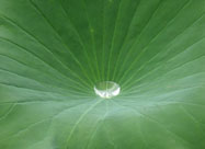 Lotusblatt mit Wassertropfen
